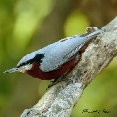 The Indian Nuthatch has a curious habit of plastering mud around its nest entrance, earning it old names like 'mud dabbler'. This one is seen climbing down a tree, a skill they are well known for.