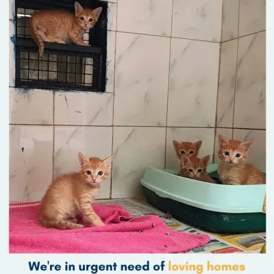 We are in urgent need of loving homes for this beautiful litter of ginger kittens. They were abandoned but are now safe, healthy, and learning to play and trust in our cattery.