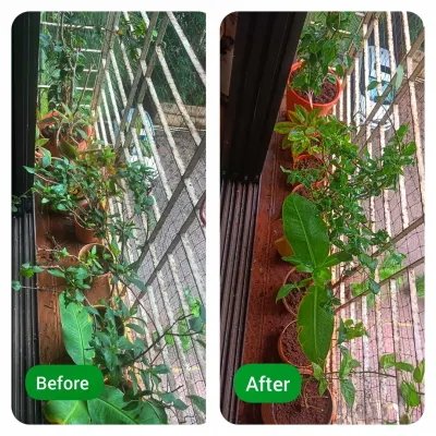 A side-by-side comparison showing a dramatic revival of balcony plants. We pruned dead leaves, replenished the soil, and treated the plants to bring back their vibrant green color and health.