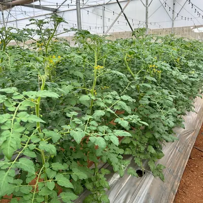 An announcement for our intensive training program on protected cultivation in soil. This course offers hands-on learning in best management practices for high-quality crop production.