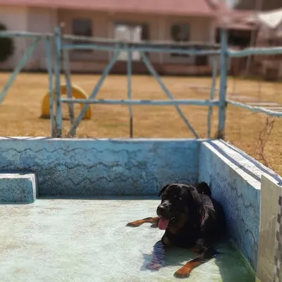 This Rottweiler knows how to beat the heat. He's found the perfect spot to chill in the shallow end of our pool.