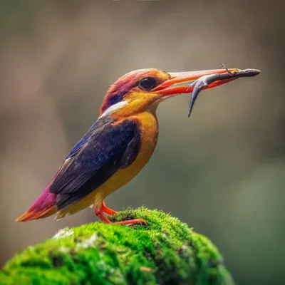 A classic shot of the Oriental Dwarf Kingfisher, also known as the Jewel of Konkan, with a freshly caught skink. I used a 200-600mm lens to get this close-up without disturbing the bird, resulting in a sharp portrait that highlights its intense focus and vibrant colours.