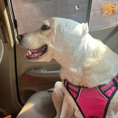 We got an urgent call for this sweet girl who was bitten by another dog. I rushed her and her parents to the vet immediately. In emergencies, every second counts.