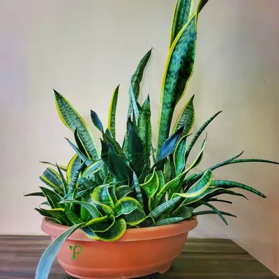 This centerpiece is a work of art, featuring an arrangement of 18 different varieties of Sansevieria (Snake Plant) in a single bonsai pot. It showcases the incredible diversity within a single plant family.