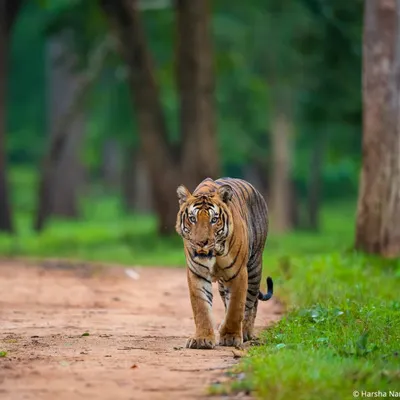 The Nayanjikatte Male, a legendary tiger who once dominated Kabini. I tracked his rise and fall, a story of a doting father and a fierce warrior. His legacy continues through his daughter, who now rules a part of this forest.