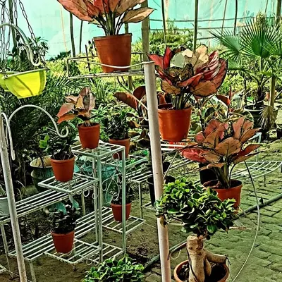 This is the best way to see my stands in action, creating a full and green look. This setup uses a mix of my circular and tiered metal stands to hold different sized pots, from large foliage plants to smaller bonsai.