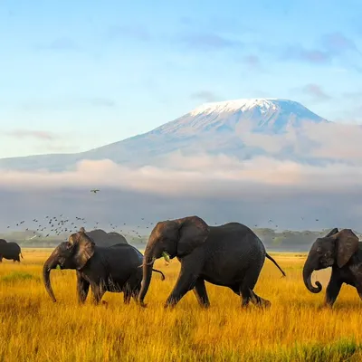 A classic Amboseli scene: a huge herd of elephants running against the backdrop of a cloud-kissed Mount Kilimanjaro. When something spooked the herd, I was ready to capture the chaos and motion.