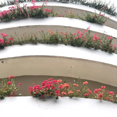 This is a great example of greening a functional structure. I planted colorful Bougainvillea along the curved levels of this parking garage, turning a concrete facade into a cascade of flowers.