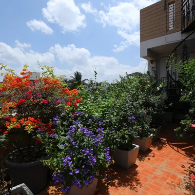 A vibrant terrace garden packed with flowering plants. I used large planters to accommodate colorful bougainvillea and purple blue daze, turning this terracotta-tiled roof into a blooming sanctuary.