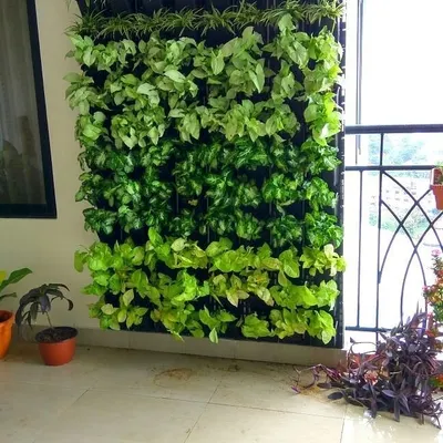A beautiful example of a living wall on a home balcony. I used different varieties of money plants, which are great for creating a dense, leafy texture and are relatively easy to maintain in a residential setting.