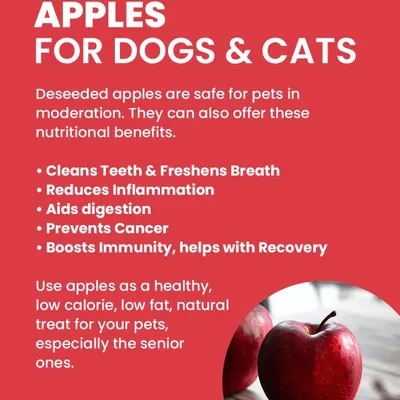 An apple a day can be a great treat for your pet! Just be sure to remove the core and seeds. They are a healthy, low-calorie snack that helps clean teeth and provides valuable nutrients.