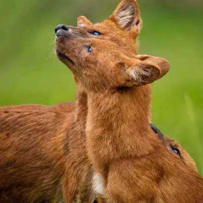 A close-up, emotional series of Dholes interacting with their aging alpha male, who has a cataract in one eye. These images show the strong social bonds and affectionate behavior within the pack.