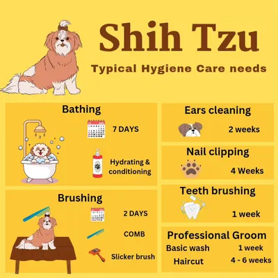 A helpful guide for Shih Tzu owners. This infographic details the typical hygiene care needs for the breed, from bathing and brushing schedules to when to book a professional groom.