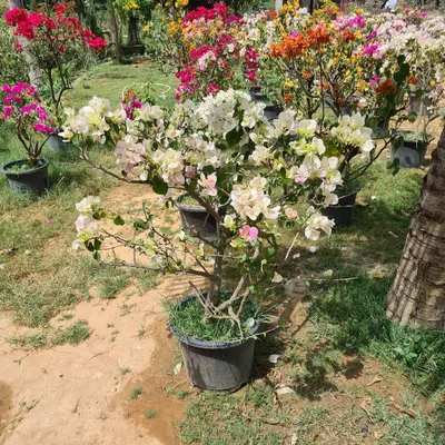 A beautiful white Bougainvillea in full bloom, showcasing the quality and vibrancy of the flowering plants I supply for gardens and landscapes.