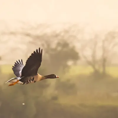 A Lesser White-fronted Goose in flight. This vulnerable species is a rare find, and this sighting was the first eBird record for Gurugram.