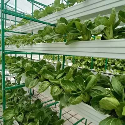Rows of Pokchoy (or Bok Choy) growing in our vertical system. These leafy greens grow quickly and are perfect for stir-fries and salads.