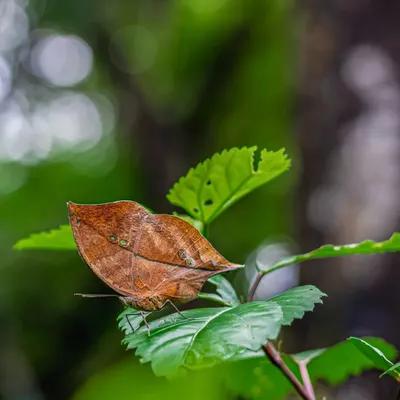 An Autumn Leaf butterfly in the monsoon greens. This species has evolved to look exactly like a dry leaf, a perfect example of camouflage as a survival strategy.