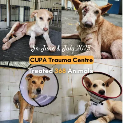 In June & July 2025, our Trauma Centre treated 368 animals. This collage shows just a few of the dogs who received critical care for their injuries.