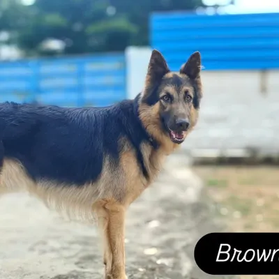 This is Browny the German Shepherd, looking majestic and happy in our care.