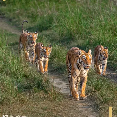 A tigress leads her curious cubs on a walk through the tall grasses of Corbett National Park. We plan our family-friendly safaris to offer safe and awe-inspiring moments like this, creating memories that last a lifetime.