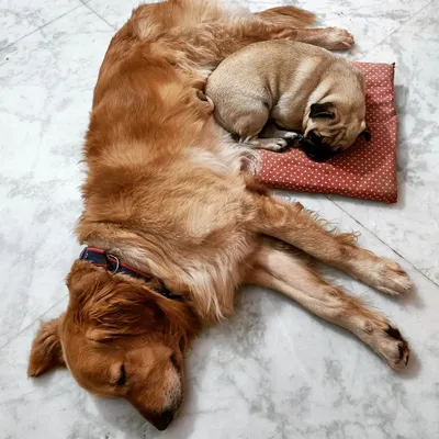 Shhh, sleeping babies. Ceaser the Golden Retriever and Gundumani the Pug snuggled up together for an afternoon nap. There's no sight more peaceful than seeing them so comfortable and trusting.
