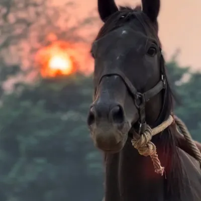 Meet Zorawar, our magnificent black stallion, pictured here against a beautiful sunset. He has a noble presence and is a favorite among our staff and experienced riders.