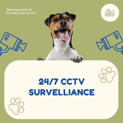 Bilkul tension nahi! With 24/7 CCTV surveillance across our entire property, you can rest assured that your dog is safe and monitored at all times. Your peace of mind is paramount to us.