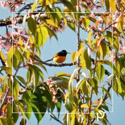 A beautiful sunbird perched on a flowering tree. By planting native species, we create gardens that provide food and shelter for local birds, filling your space with melody and life.