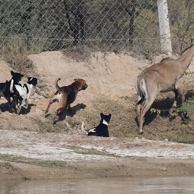 A pack of feral dogs corners a Nilgai, India's largest antelope. The next morning, she was found dead. This is the stark reality of the threat these dogs pose to native wildlife.
