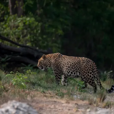 A large male leopard named Heera confidently patrols his territory in Rajaji National Park. Capturing such a clear, open shot of this shy animal is a testament to the park's thriving population and our patient tracking.