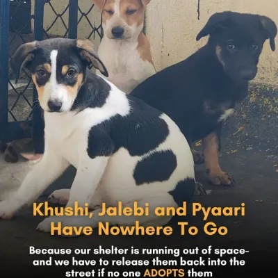 URGENT APPEAL: Khushi, Jalebi, and Pyaari have nowhere to go. Our Trauma Centre is overflowing, and if these healthy, 3-month-old puppies aren't adopted, we'll have to release them back to the streets. They deserve a safe home.