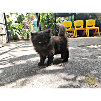 This confident little black kitten is exploring our outdoor space with its tail held high. Solid black cats are known for their sleek, beautiful coats and are just as playful and loving as any other kitten.