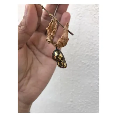 A golden Tithoria tarricina chrysalis held against a plain background. Its form, a perfect example of natural fabrication, inspires my approach to creating structures and shapes in brand design.