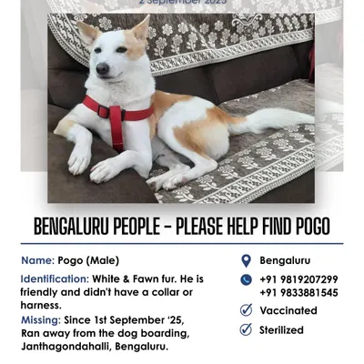 Our missing pet alerts help reunite families. When Pogo went missing from a dog boarding in Bengaluru, we quickly mobilized our network to get more eyes on the ground, helping his desperate family in their search.