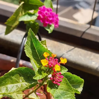 The multi-colored Lantana flower is a favorite for butterfly gardens, offering a continuous bloom of bright pink and yellow.