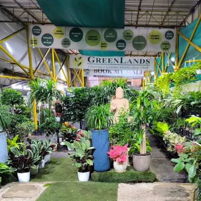 A wide view of our garden centre, showcasing the sheer variety of indoor plants, from Calatheas to Ficus, all under one roof. We are your one-stop shop for creating a greener world at home.