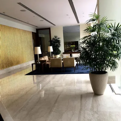 A tall Lady Palm (Rhapis excelsa) adds a touch of sophisticated green to this hotel lobby. These palms are excellent for indoor spaces as they tolerate lower light levels.