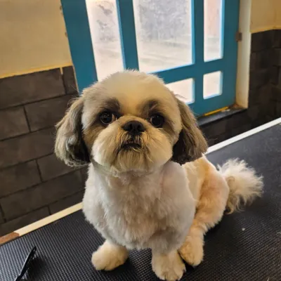 A perfect example of a Shih Tzu puppy cut. This style keeps the coat short and manageable, preventing tangles while maintaining that adorable round face. This little one is looking extra cute.