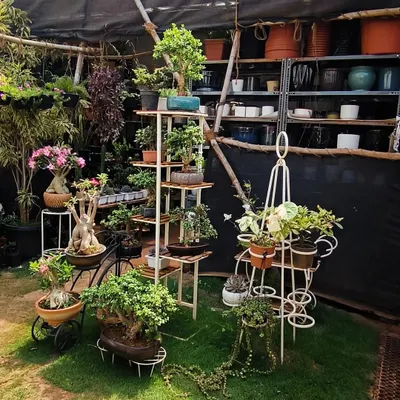 A corner of my nursery on a sunny day. You can see some of my bonsai collection, plant stands, and shelves stocked with various pots and plants.