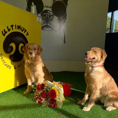 A cute Rose Day moment between two Golden Retrievers next to our reception desk. It's a funny and sweet snapshot of the friendships that blossom at Ultimutt.