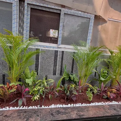 This is the finished look for a residential project at Lodha Villa. I created a layered garden bed along the side of the house, using tall Areca Palms for height and colorful Crotons and other foliage plants for ground cover, all framed by a clean white pebble border.