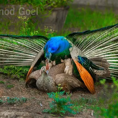 Do peacocks and peahens mate? Yes, they do. This image from 2019 is clear proof, helping to debunk the age-old myth that peahens become pregnant from a peacock's tears. Part of my work is to educate people with photographic evidence from the field.