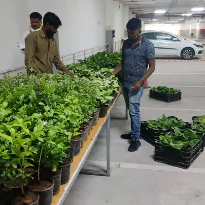 Our team at work, organizing a large delivery of plants for a corporate Environment Day giveaway. We ensure every plant is healthy and ready for its new home.