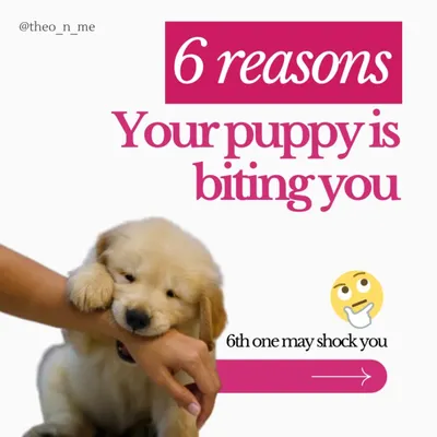 Is your puppy biting you constantly? It's a normal behavior with many causes, from teething pain to lack of sleep. This guide explains the six main reasons for puppy biting and provides practical, force-free solutions for each.