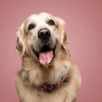 Oliver knows his best angles. A classic studio portrait like this, with a solid color background, really makes the subject pop and highlights his happy expression.