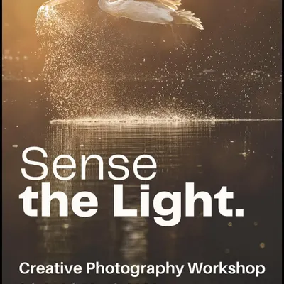 The "Sense the Light" workshop is my signature creative photography experience. This poster, featuring a pelican taking flight in the golden hour, captures the essence of what we aim to achieve together over two days in Ranganathittu.