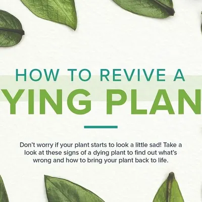 Don't worry if your plant starts to look a little sad. This guide introduces the common signs of a dying plant and helps you find out what's wrong so you can bring your plant back to life.