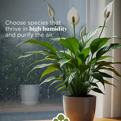 Monsoon season is a design opportunity. Choose species like the Peace Lily that thrive in high humidity and help purify the air, turning the rainy season into a time of lush growth.
