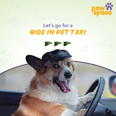 Let's go for a ride. This is the energy we bring to every trip, ensuring your pet is excited and happy for their journey in our dedicated pet taxi.