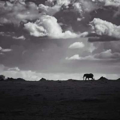 A lone elephant walks across the vast plains of the Masai Mara under a dramatic, cloud-filled sky. This black and white image emphasizes the solitude of the animal and the raw beauty of the landscape.